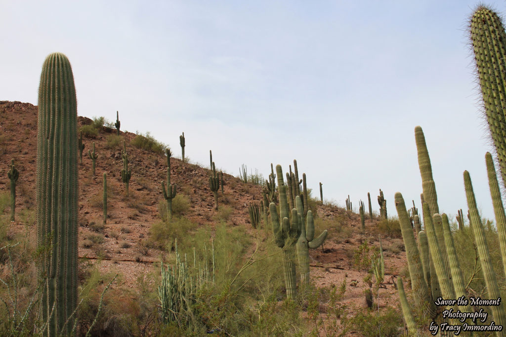 Sonoran Desert Nature Loop Trail