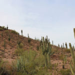 Sonoran Desert Nature Loop Trail