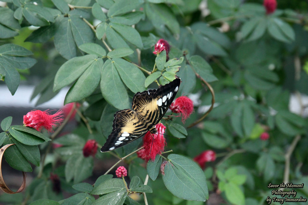 Blue Clipper Butterfly