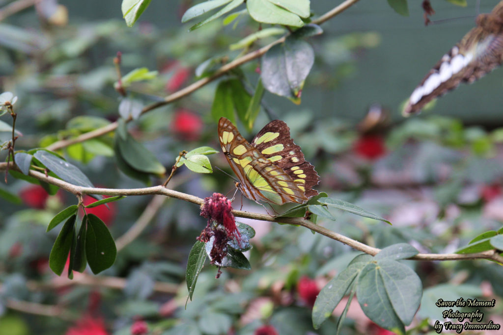 Malachite Butterfly