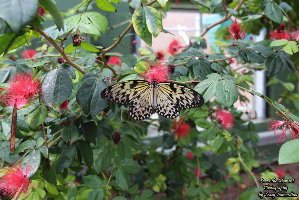 Paper Kite Butterfly