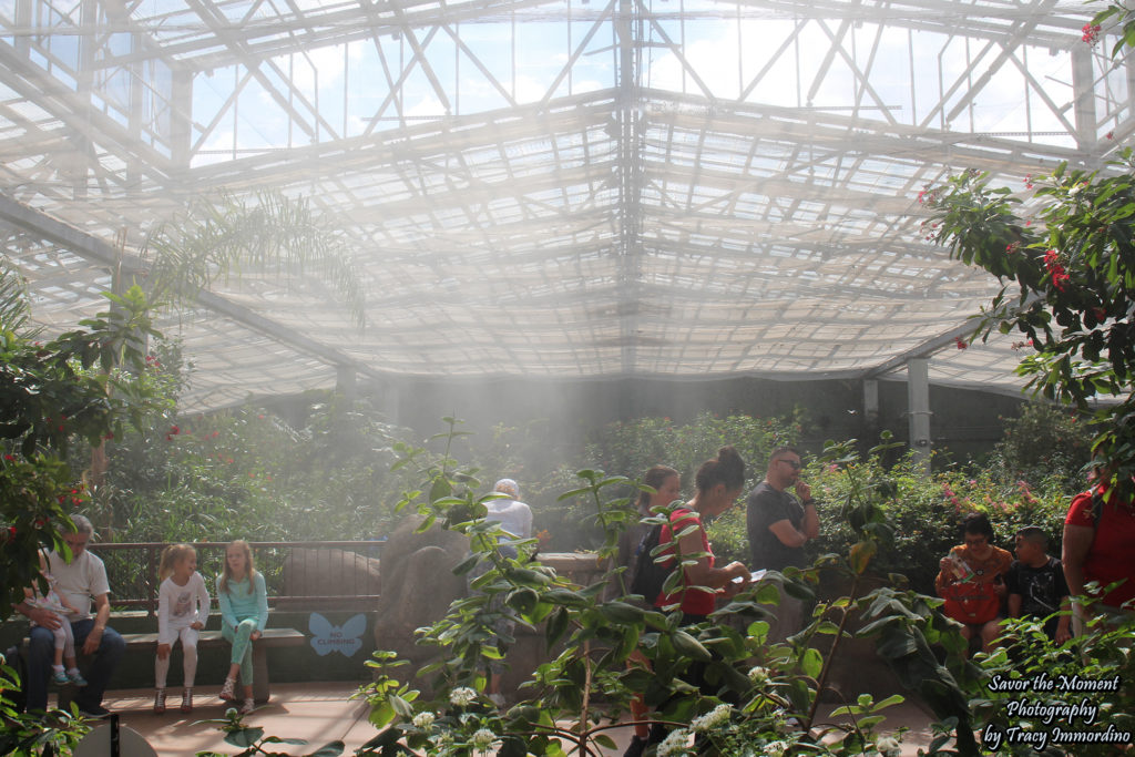 Misting in the Conservatory