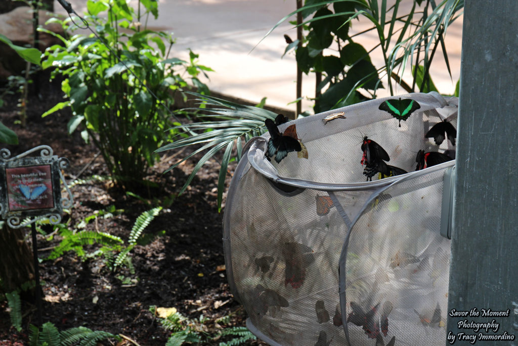 Butterfly Release