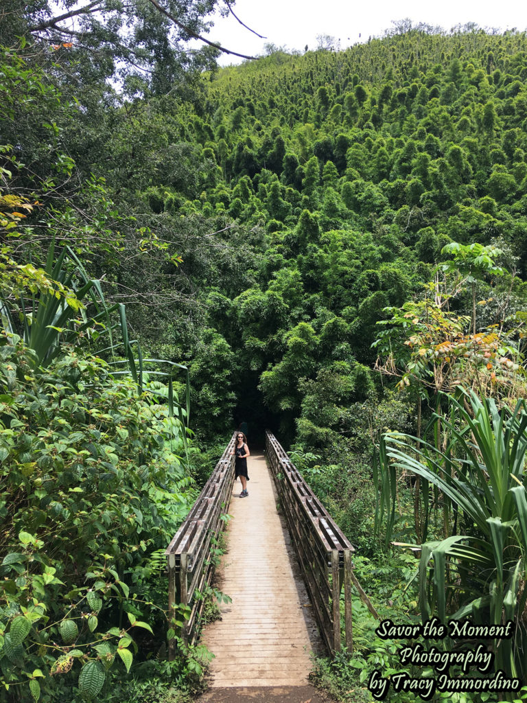 Entering the Bamboo Forest on the Pipiwai Trail