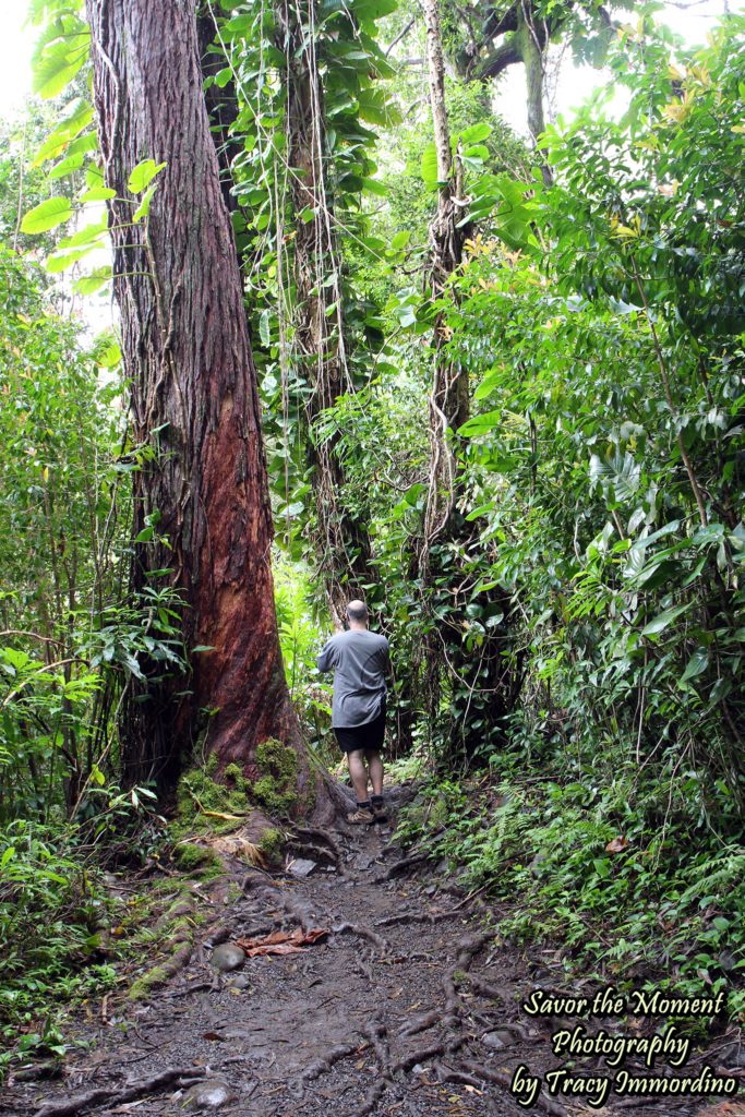 Waikamoi Nature Trail, Maui