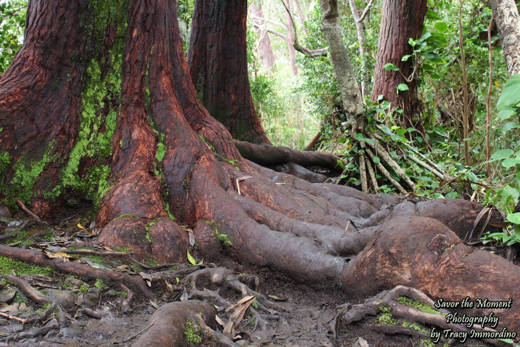 Redwoods in Maui