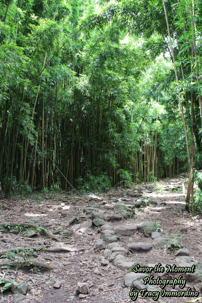 The Bamboo Forest on the Pipiwai Trail