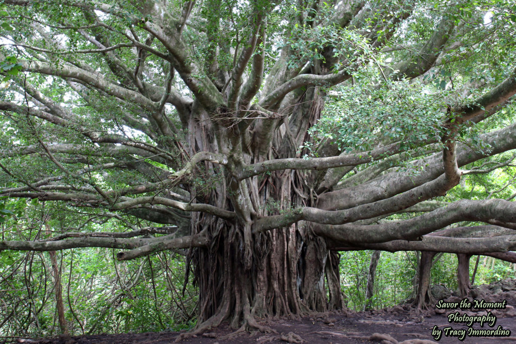 Magnificent Banyan Tree on the Pipiwai Trail