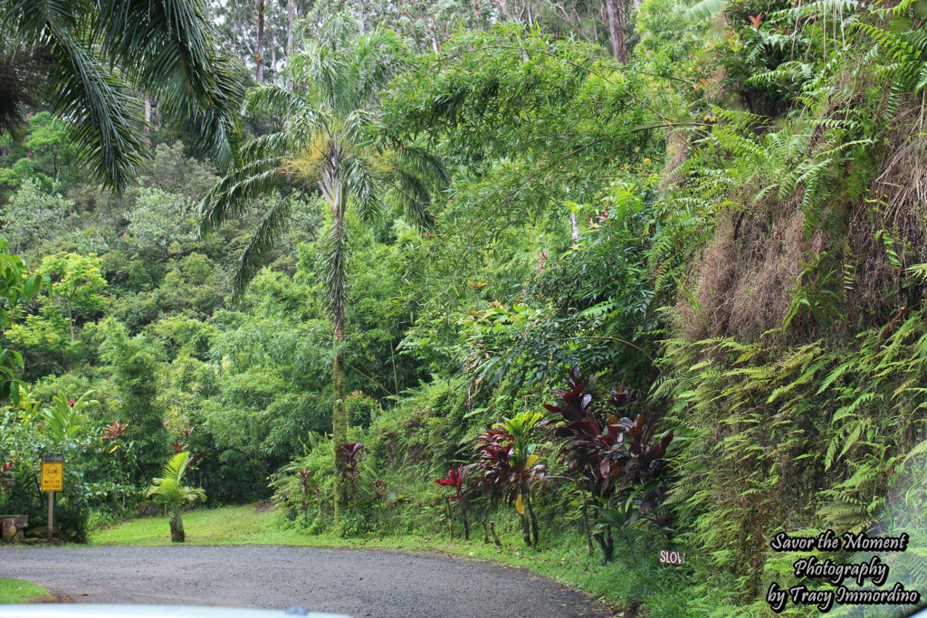 Driving into the Garden of Eden Arboretum