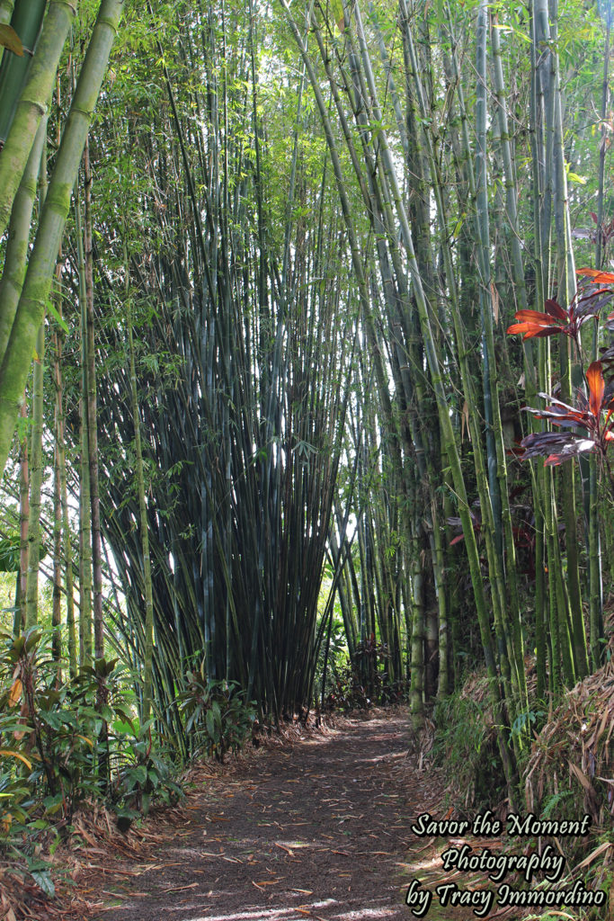 Bamboo Alley at the Garden of Eden Arboretum