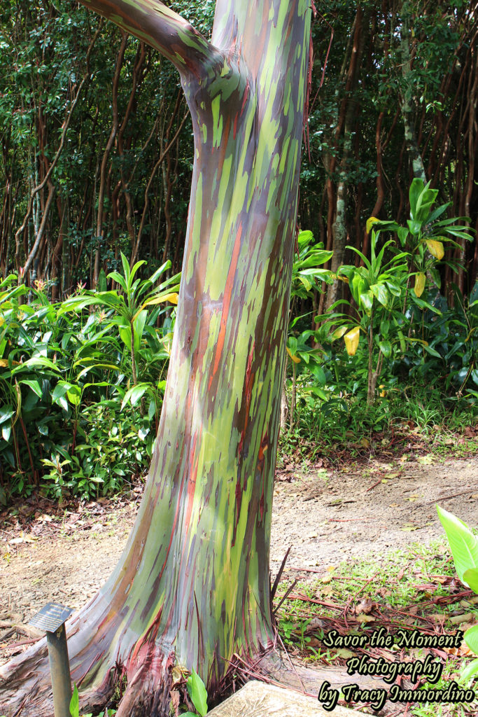 Rainbow Eucalyptus at the Garden of Eden Arboretum