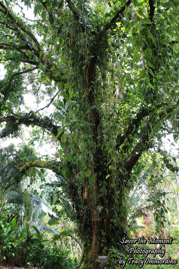 100 Year Old Mango Tree at the Garden of Eden Arboretum