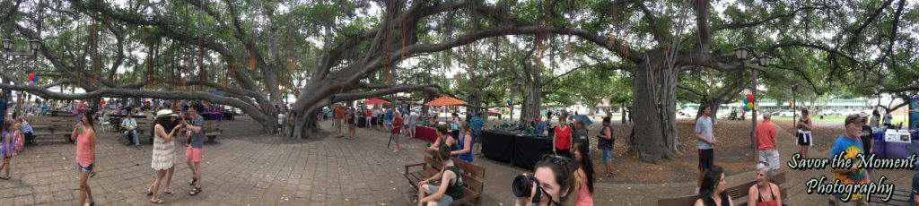 The Largest Banyan Tree in the United States
