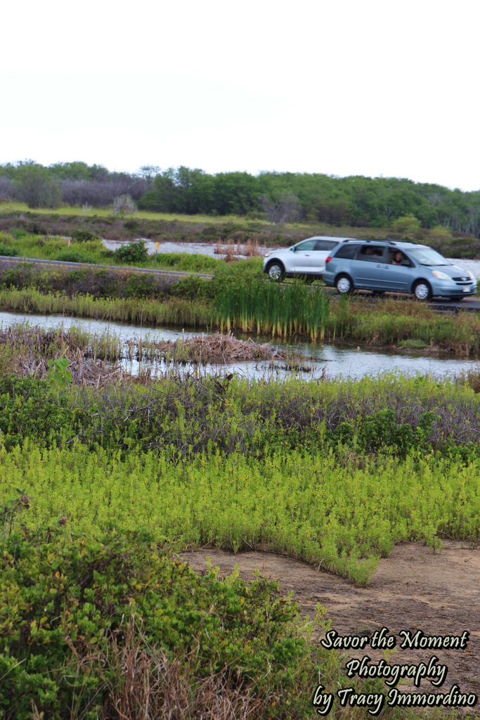 Kealia Pond National Wildlife Refuge