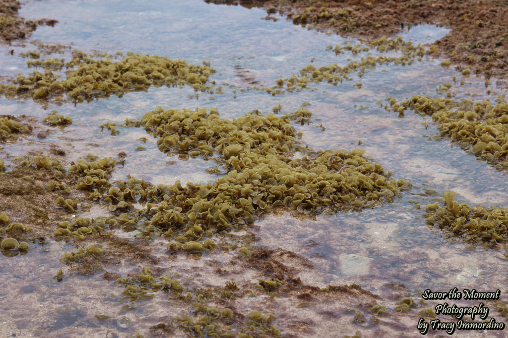 Tide Pools at Maalaea Bay, Maui