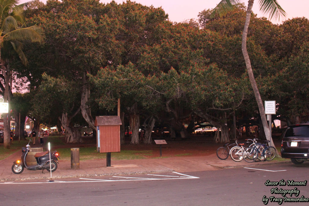 Banyan Tree at Lahaina