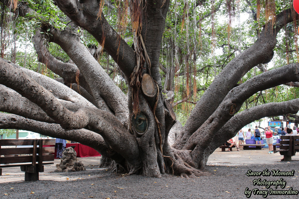 Central Trunk of the Lahaina Banyan Tree