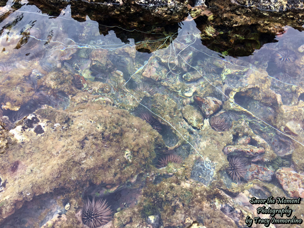 Tide Pools at Napili Beach