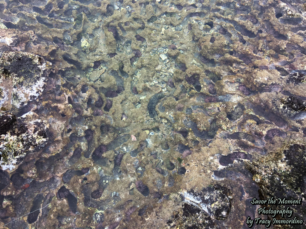 Tide Pools at Napili Beach