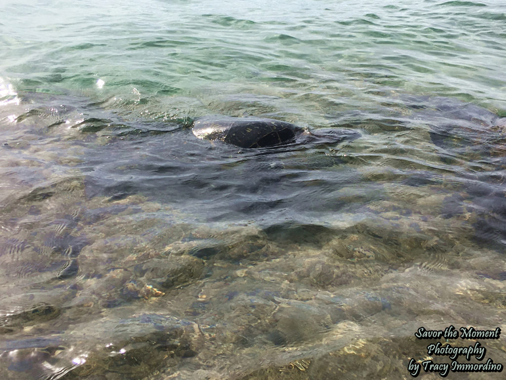 Turtle at Kapalua Beach