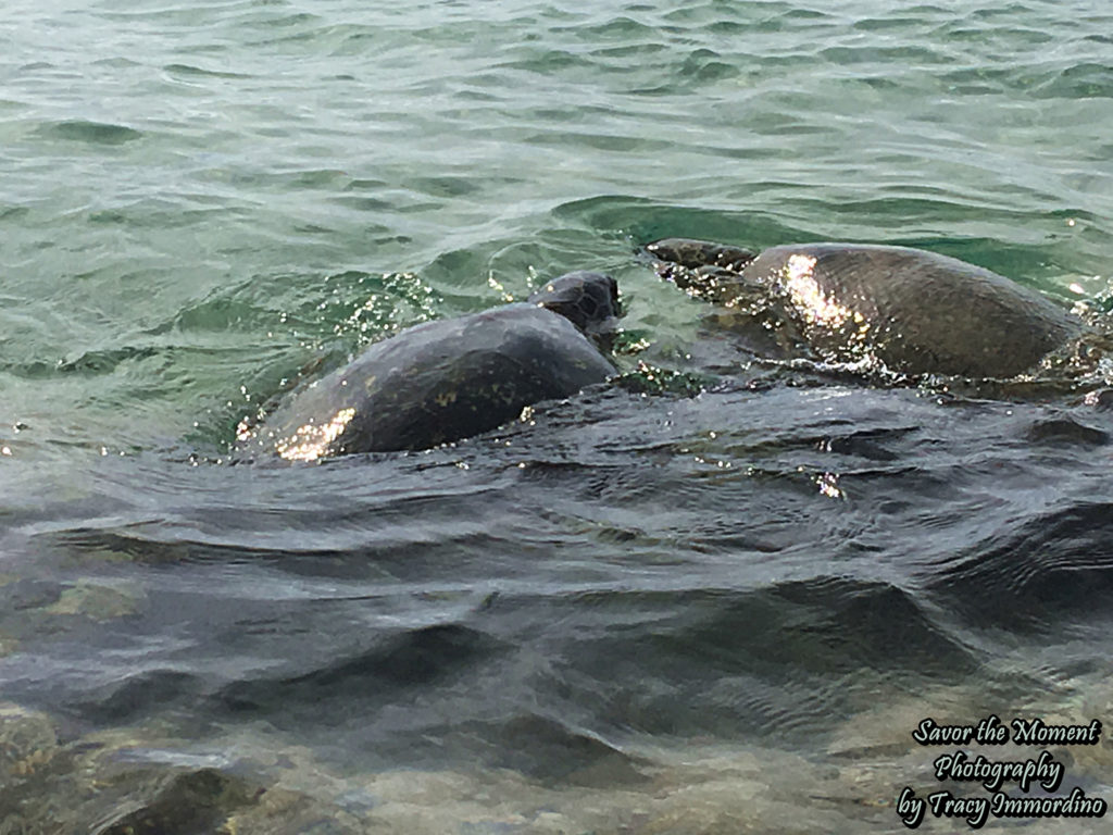 Turtles at Kapalua Beach