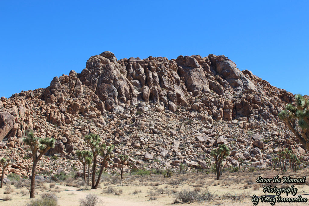 Joshua Tree National Park