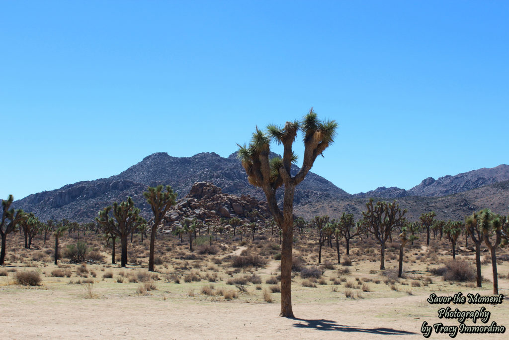 Joshua Trees