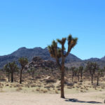 Joshua Trees
