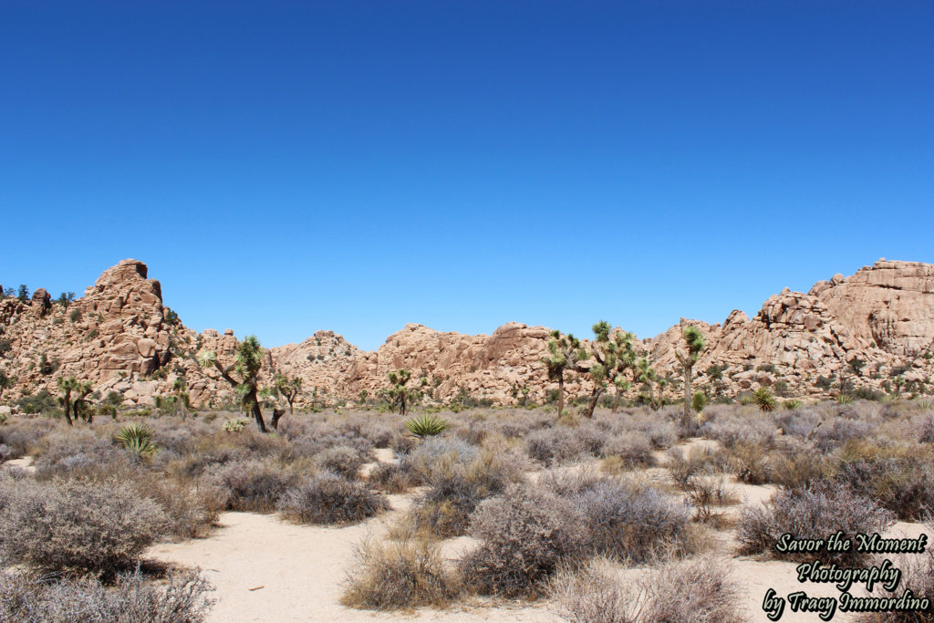 Hidden Valley Picnic Area Trail