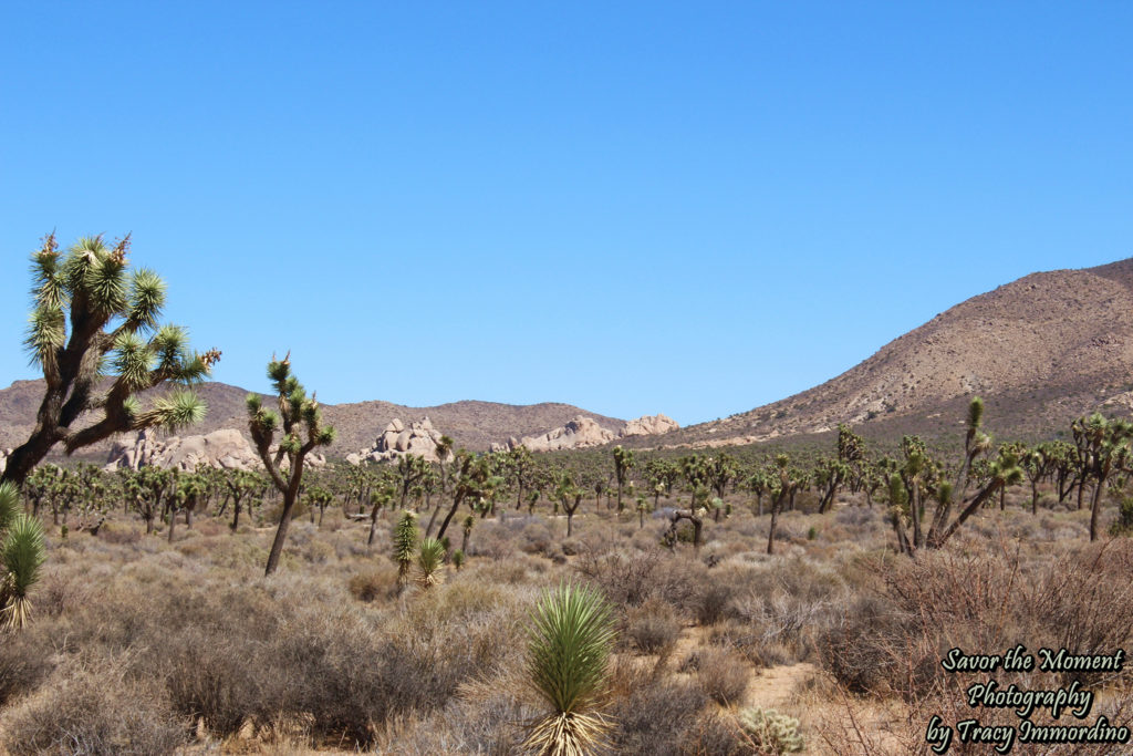 Cap Rock Trail