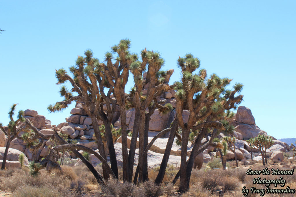 Joshua Trees on Cap Rock Trail