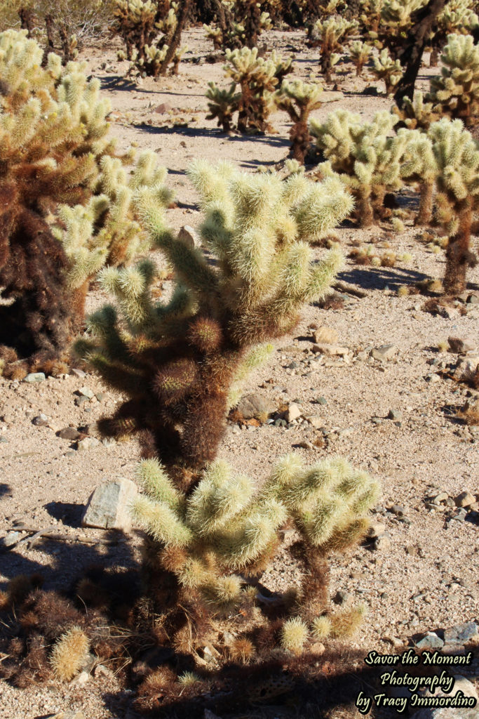 Teddybear Cholla Cacti
