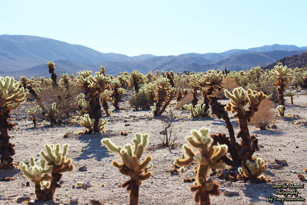 Cholla Cactus Garden