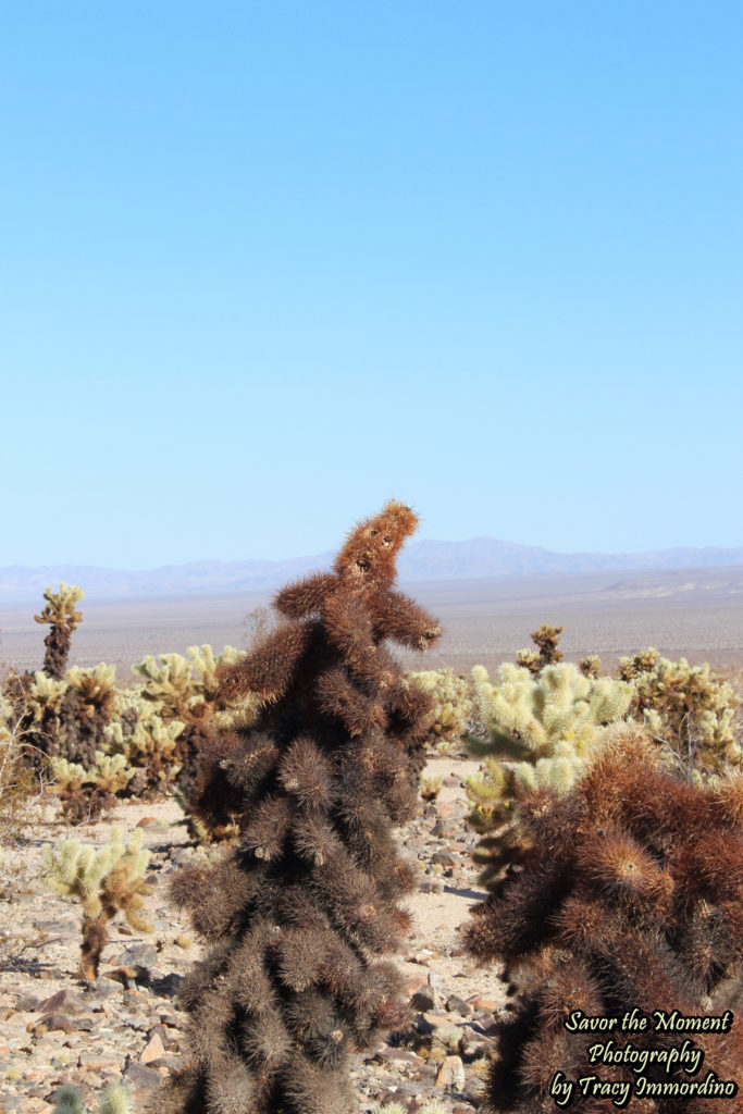 Teddybear Cholla Cacti