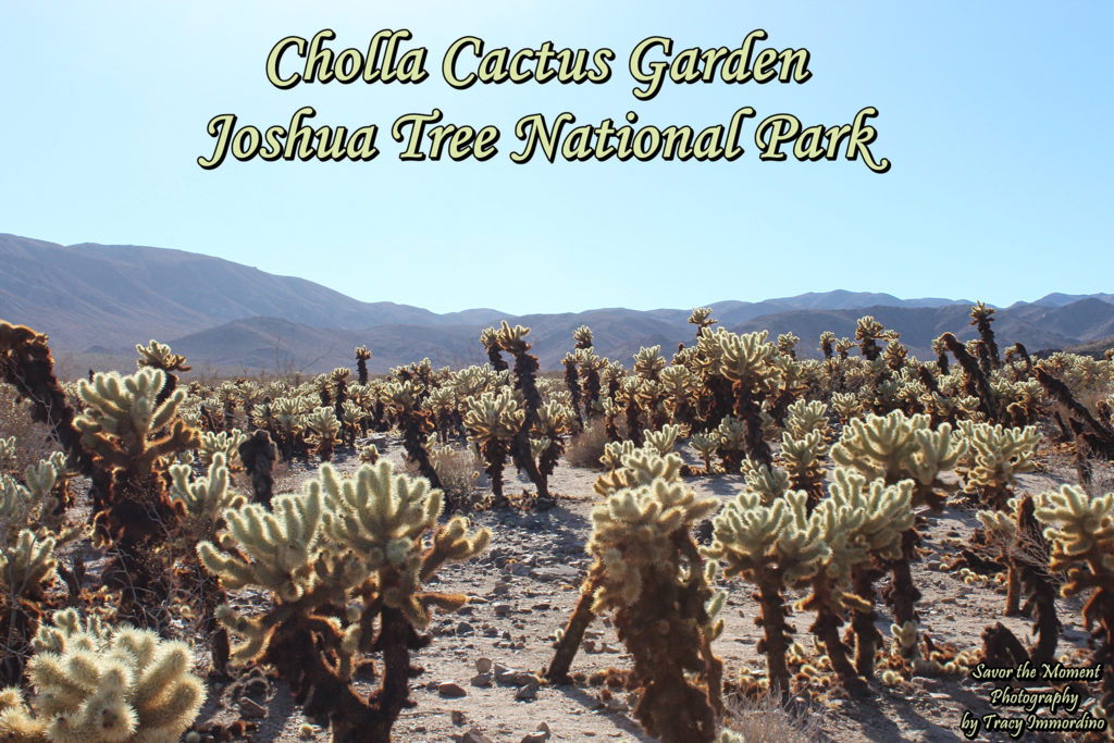 Cholla Cactus Garden