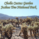 Cholla Cactus Garden