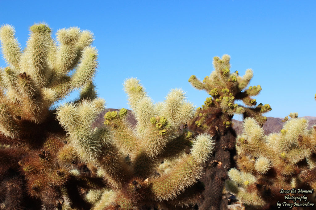 Teddybear Cholla Cacti