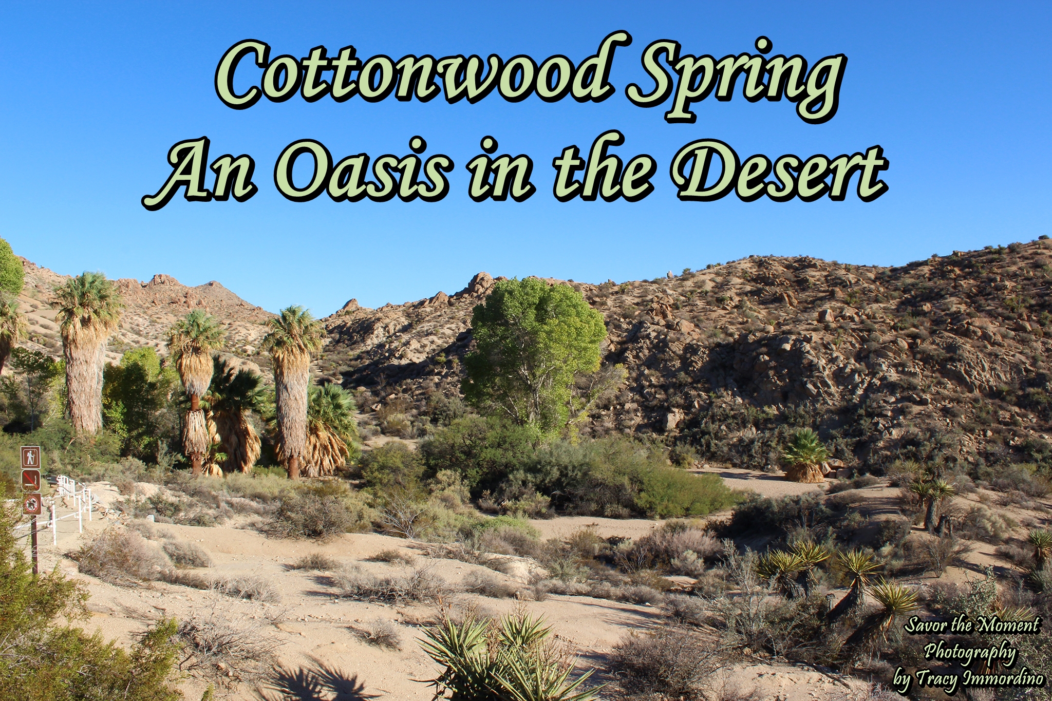 Cottonwood Spring Oasis