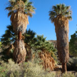 Cottonwood Spring Oasis