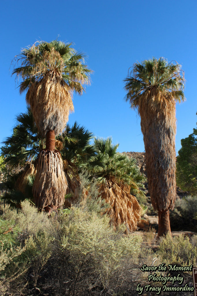 Cottonwood Spring Oasis