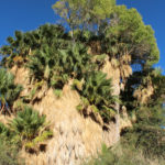 Cottonwood Spring Oasis