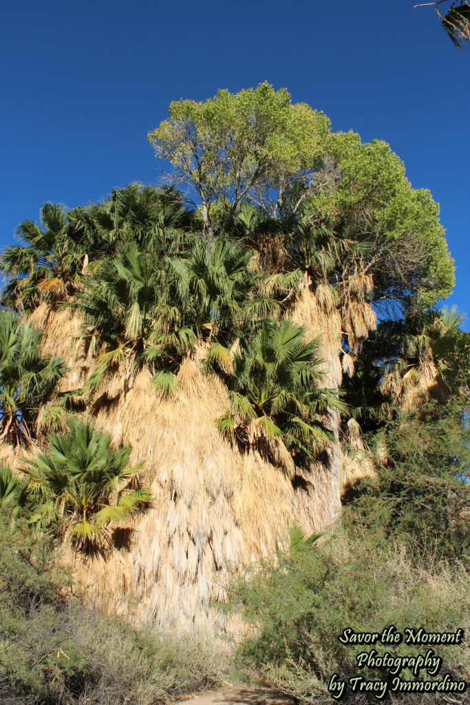 Cottonwood Spring Oasis