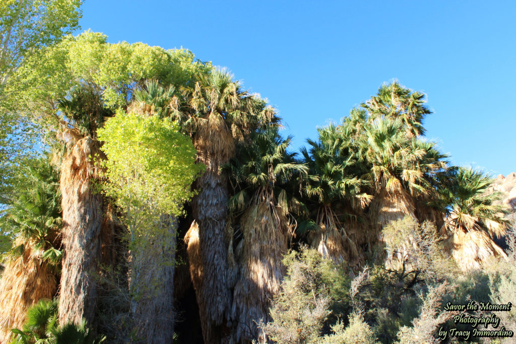 Cottonwood Spring Oasis