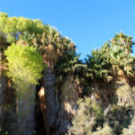 Cottonwood Spring Oasis