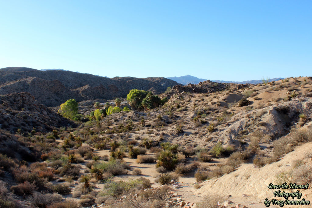 Lost Palm Oasis Trail