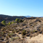 Lost Palm Oasis Trail