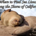 Where to Find Sea Lions Along the Shores of California