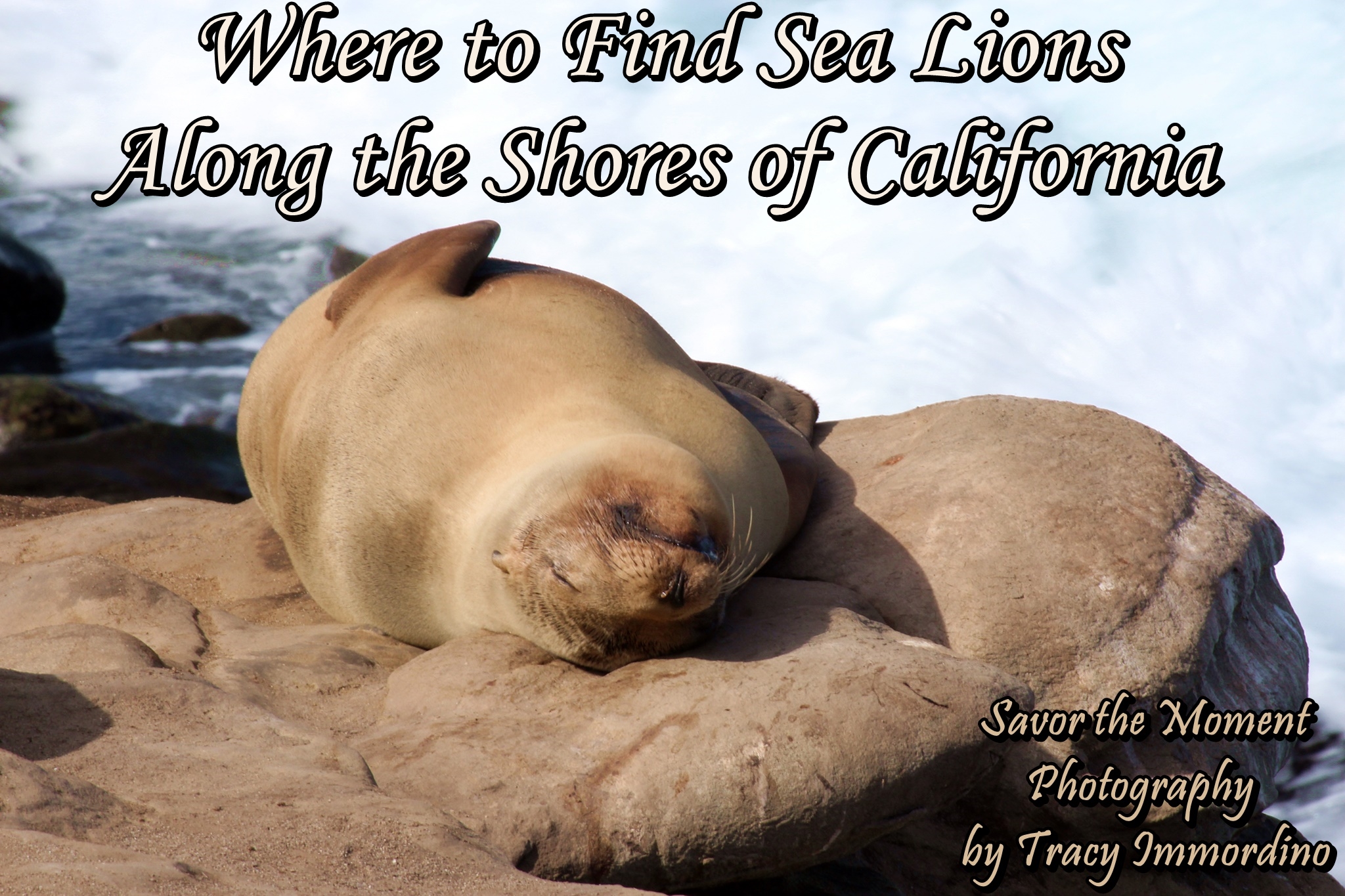 Where to Find Sea Lions Along the Shores of California