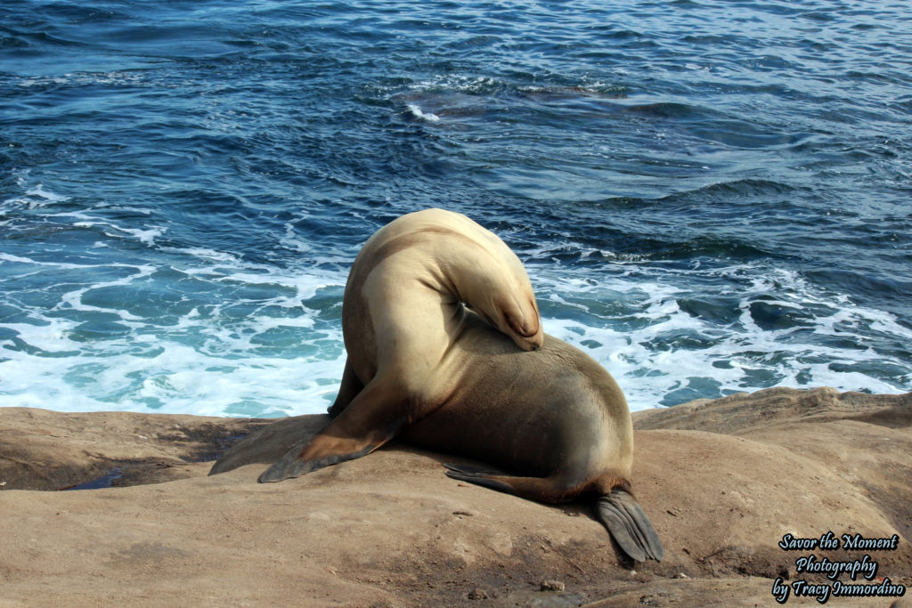 Sea Lion Getting Some Sun