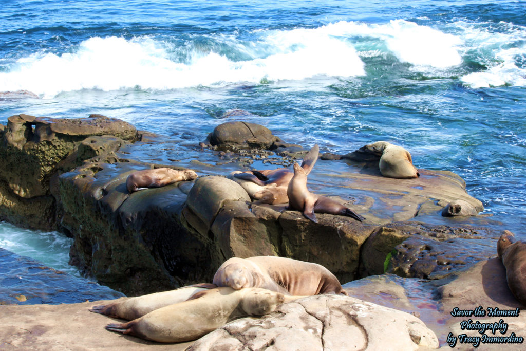 Sea lions sunbathing at La Jolla Cove